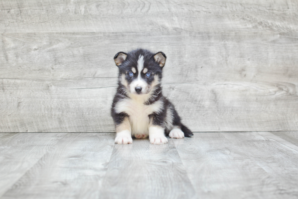 Hypoallergenic Mini Husky Designer Puppy