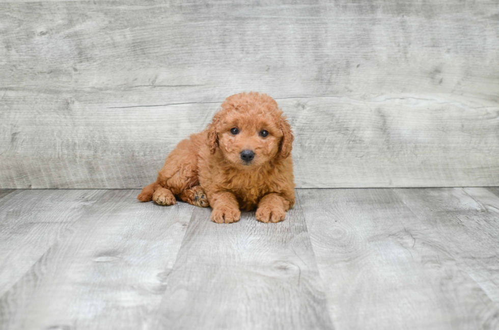 Mini Goldendoodle Puppy for Adoption