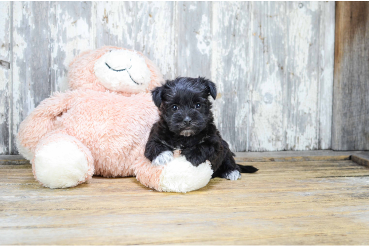 Energetic Yorkie Designer Puppy