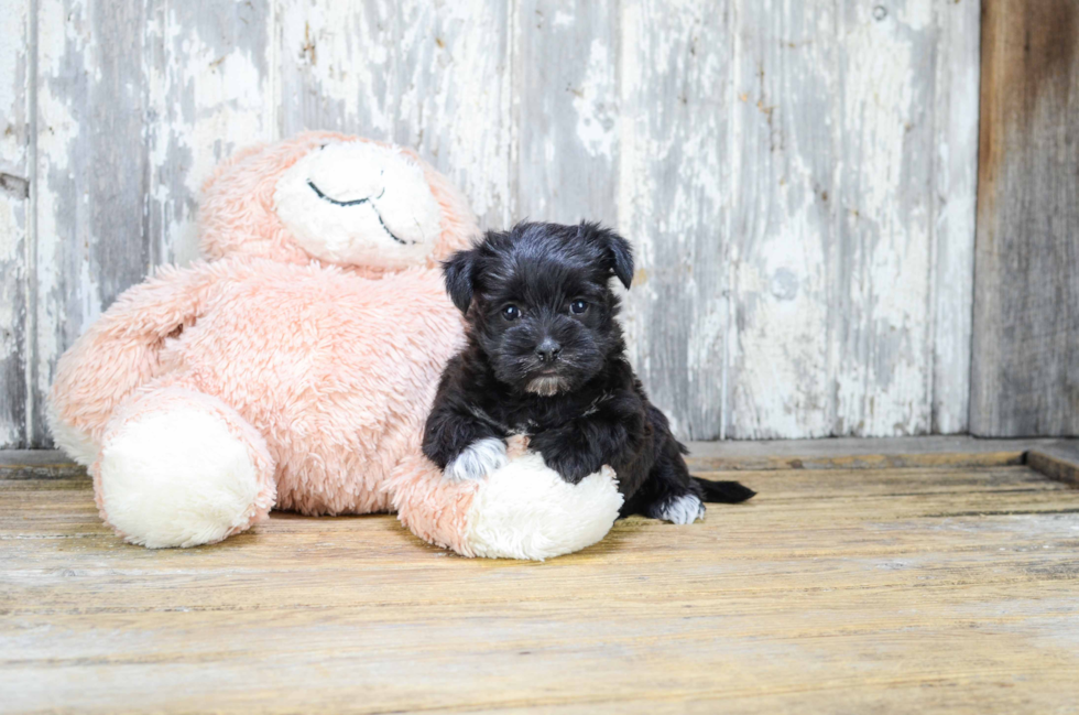 Energetic Yorkie Designer Puppy