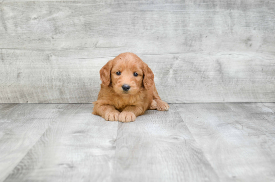 Mini Goldendoodle Puppy for Adoption