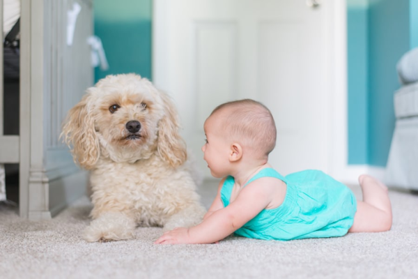 20 Best Dogs for Kids - Nanny Dogs & Friends - Premier Pups