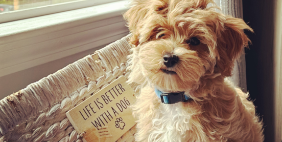 20 Pros and Cons of Owning a Maltipoo 