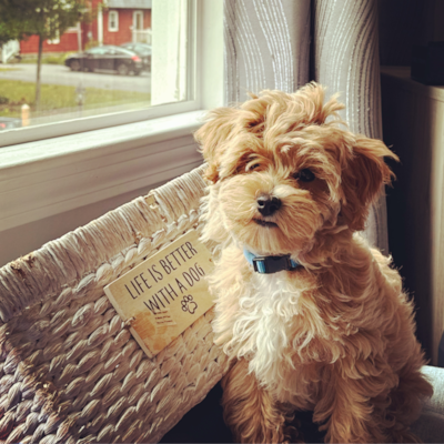 20 Surprising Pros and Cons of Owning a Maltipoo | Premier Pups 