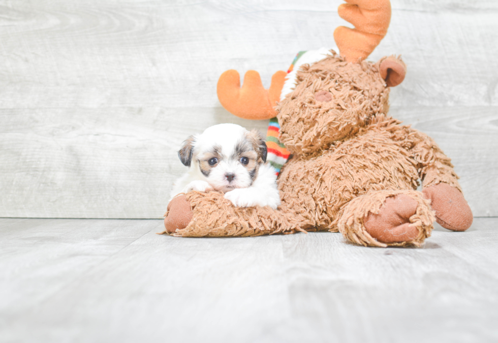 Adorable Shichon Designer Puppy