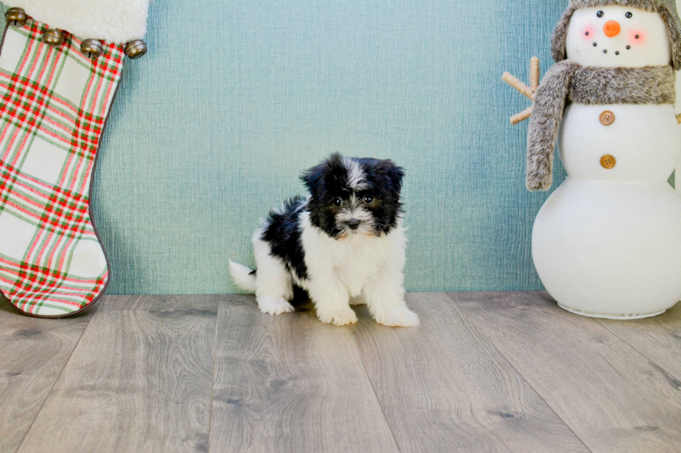 Havanese Pup Being Cute