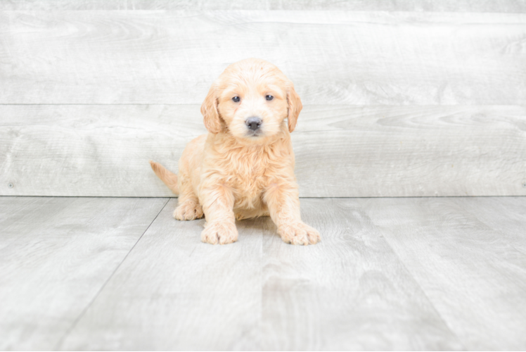 Playful Golden Retriever Poodle Mix Puppy