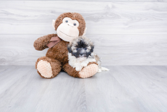 Havanese Puppy for Adoption