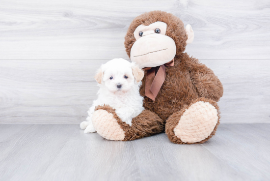 Best Maltipoo Baby