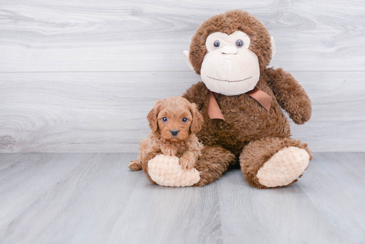 Best Cavapoo Baby