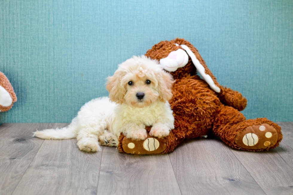 Mini Goldendoodle Pup Being Cute