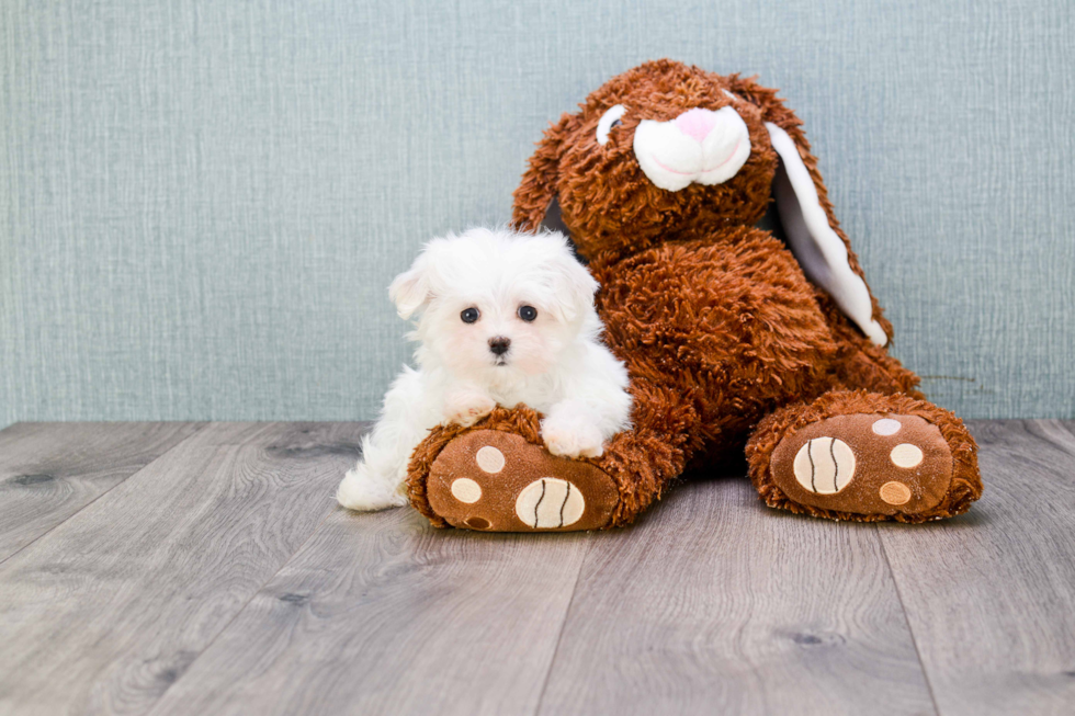 Maltese Pup Being Cute