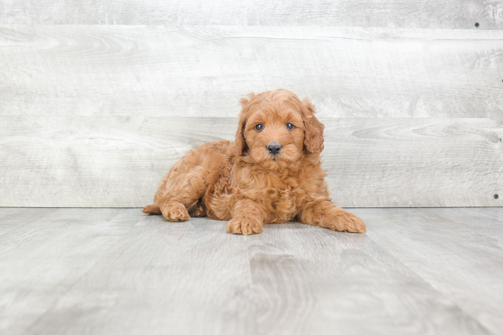 Mini Goldendoodle Pup Being Cute