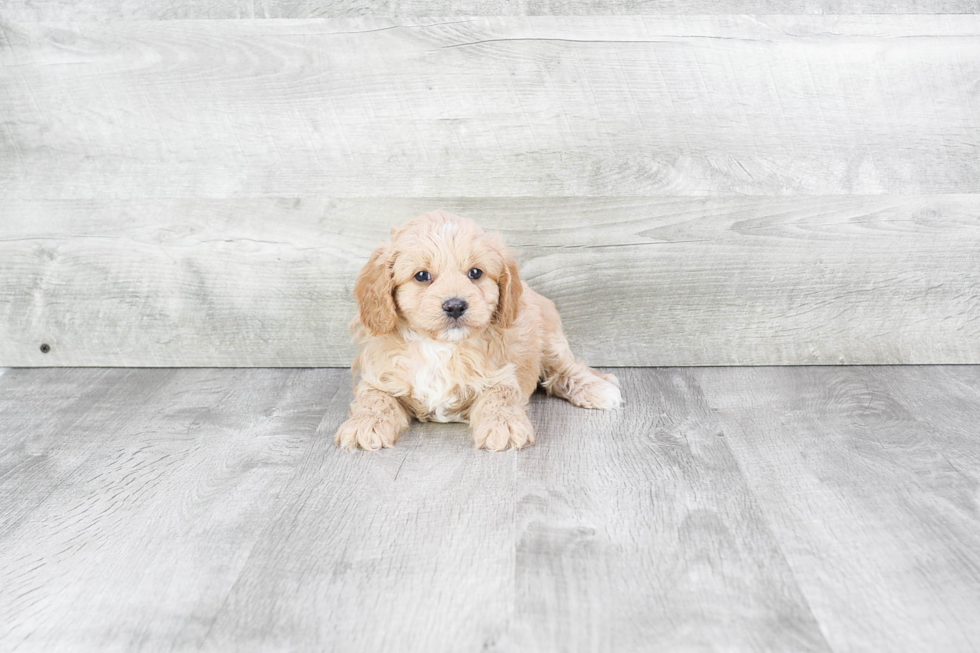 Sweet Cavapoo Baby