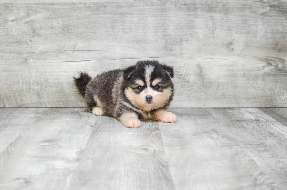 Funny Pomsky Designer Pup