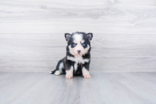 Best Pomsky Baby