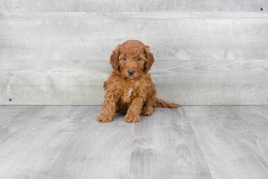 Hypoallergenic Golden Retriever Poodle Mix Puppy