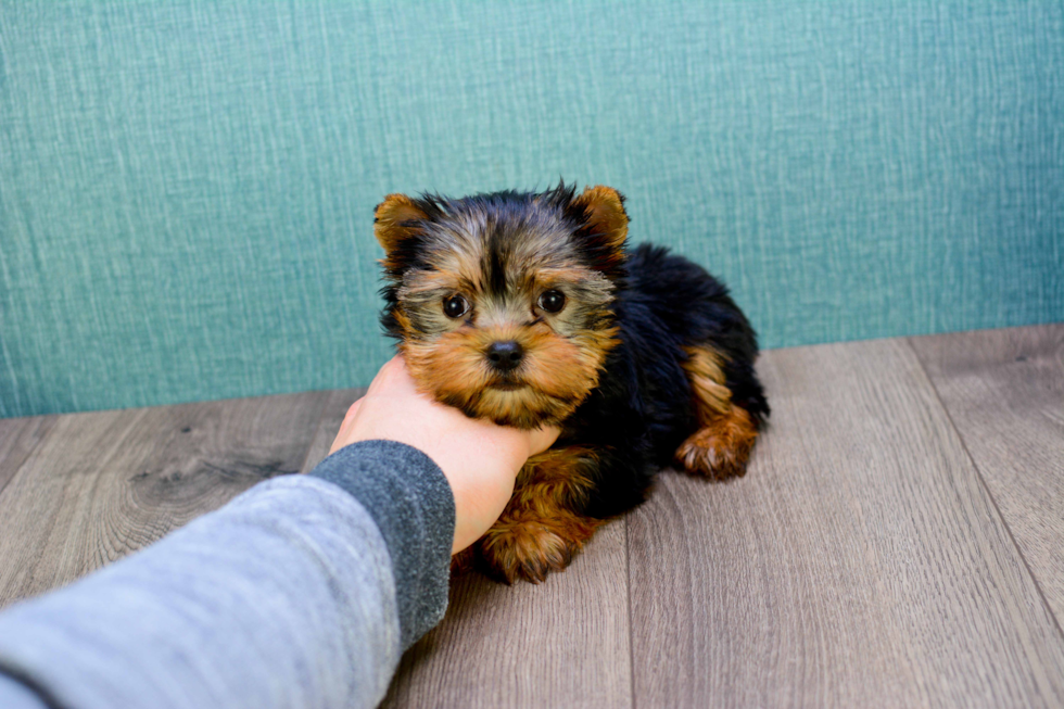 Meet Micro-Teacup-Giselle - our Yorkshire Terrier Puppy Photo 