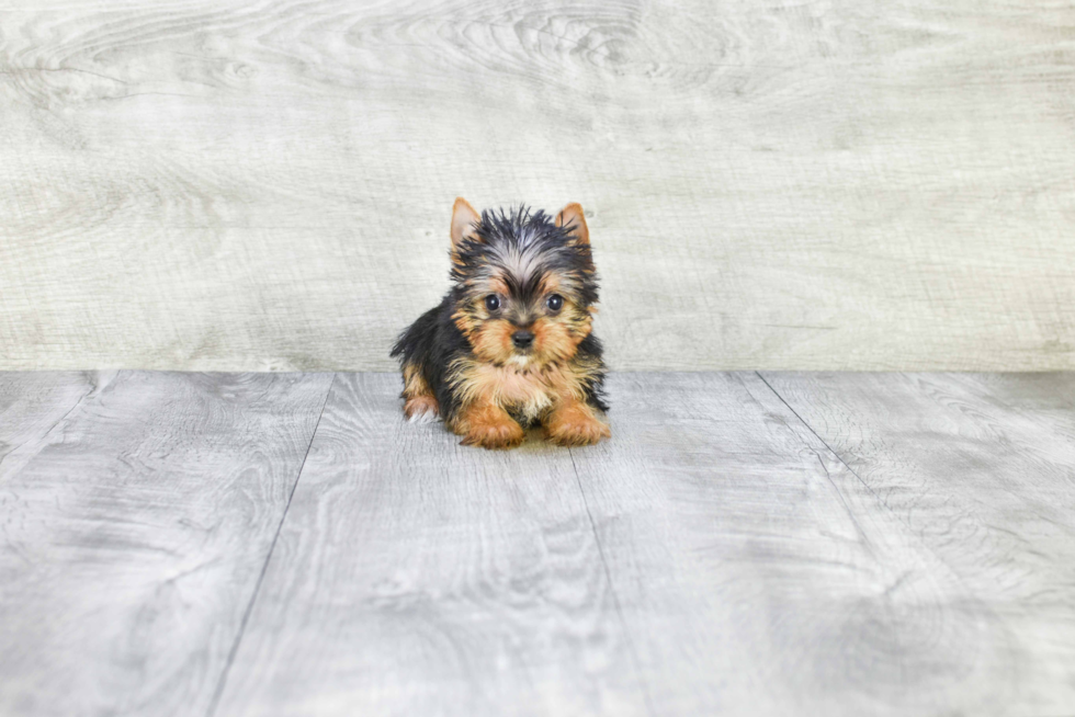 Meet Victoria - our Yorkshire Terrier Puppy Photo 