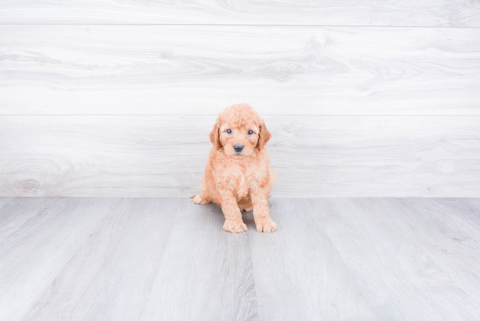 Small Mini Goldendoodle Baby