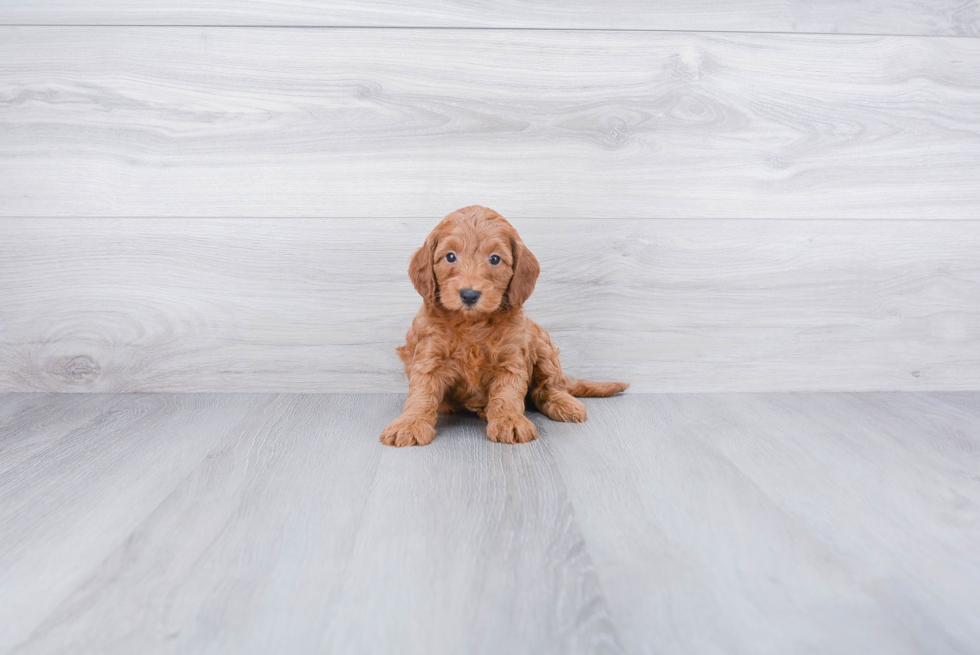 Best Cockapoo Baby