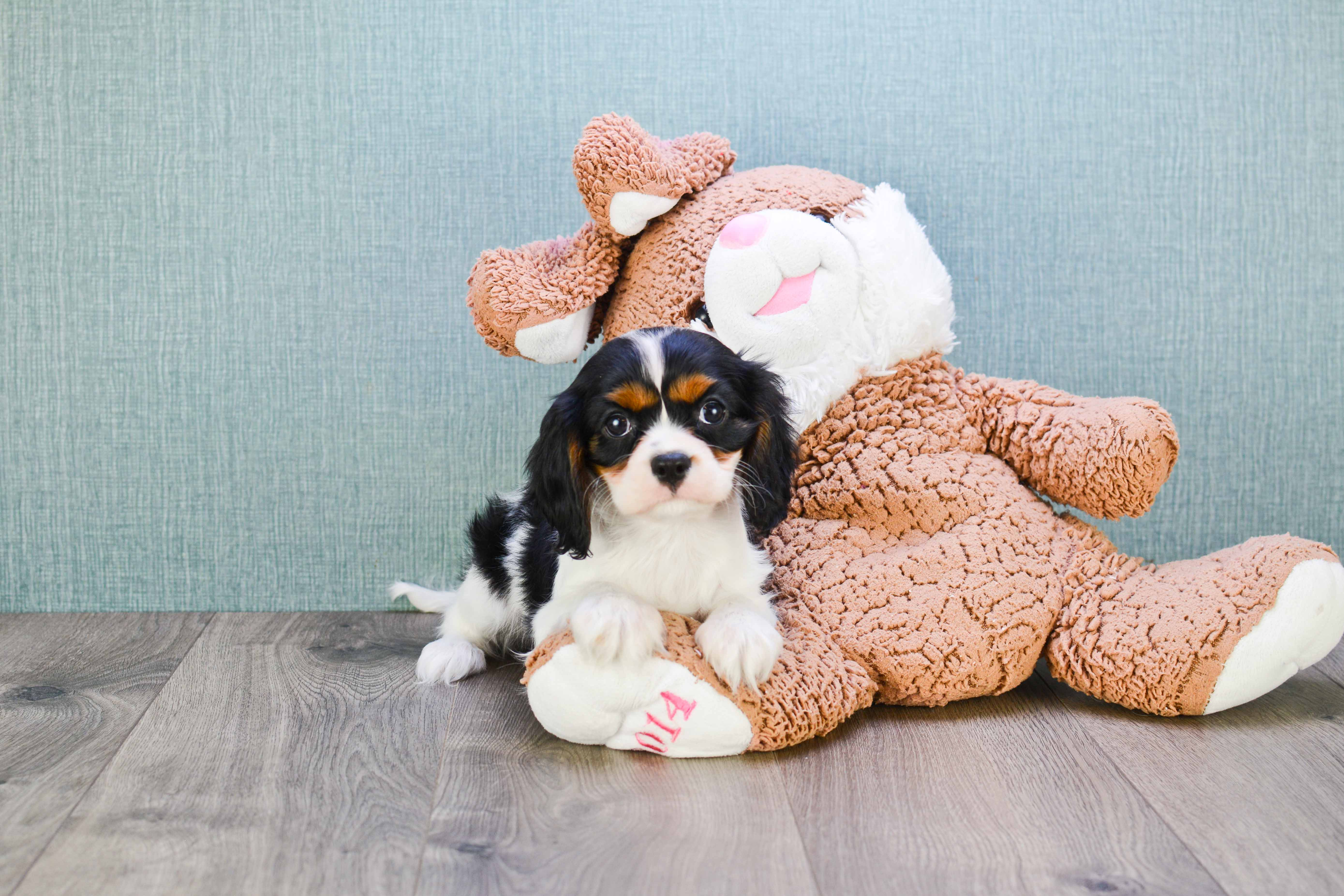 Cavalier King Charles Spaniel Puppy for Adoption