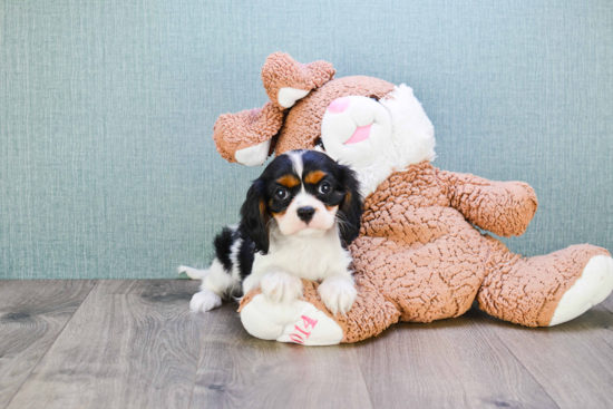 Cavalier King Charles Spaniel Puppy for Adoption