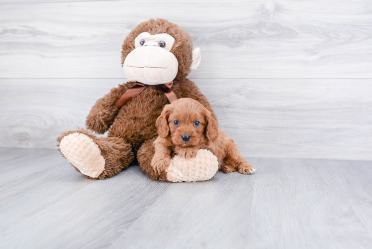 Small Cavapoo Baby