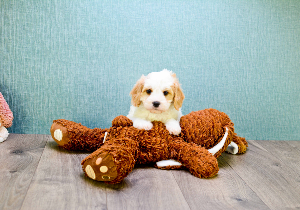 Cavachon Puppy for Adoption