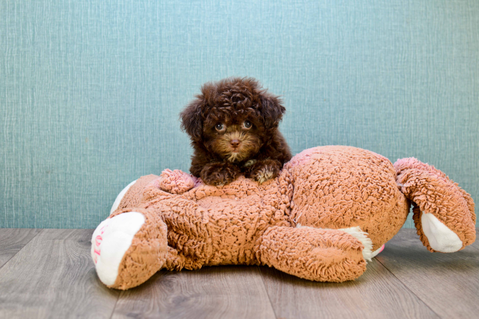 Poodle Puppy for Adoption