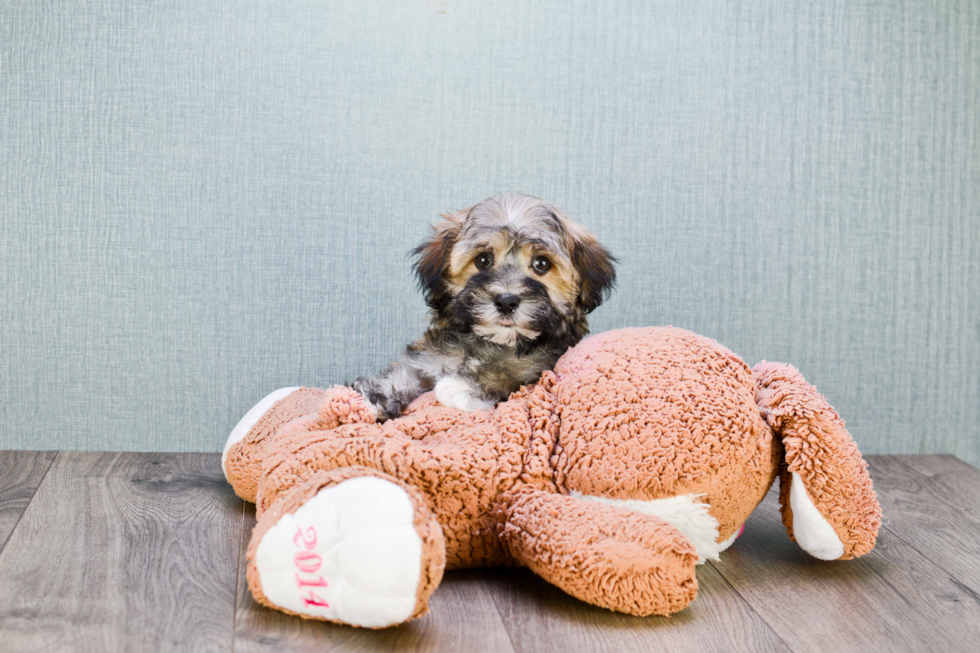 Havanese Puppy for Adoption