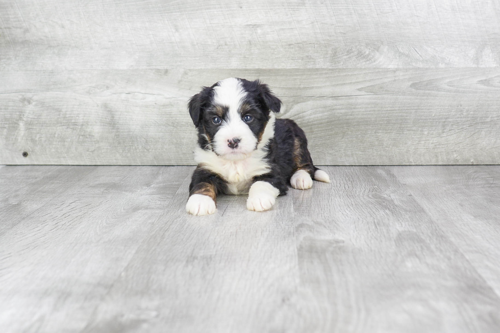 Mini Bernedoodle Pup Being Cute