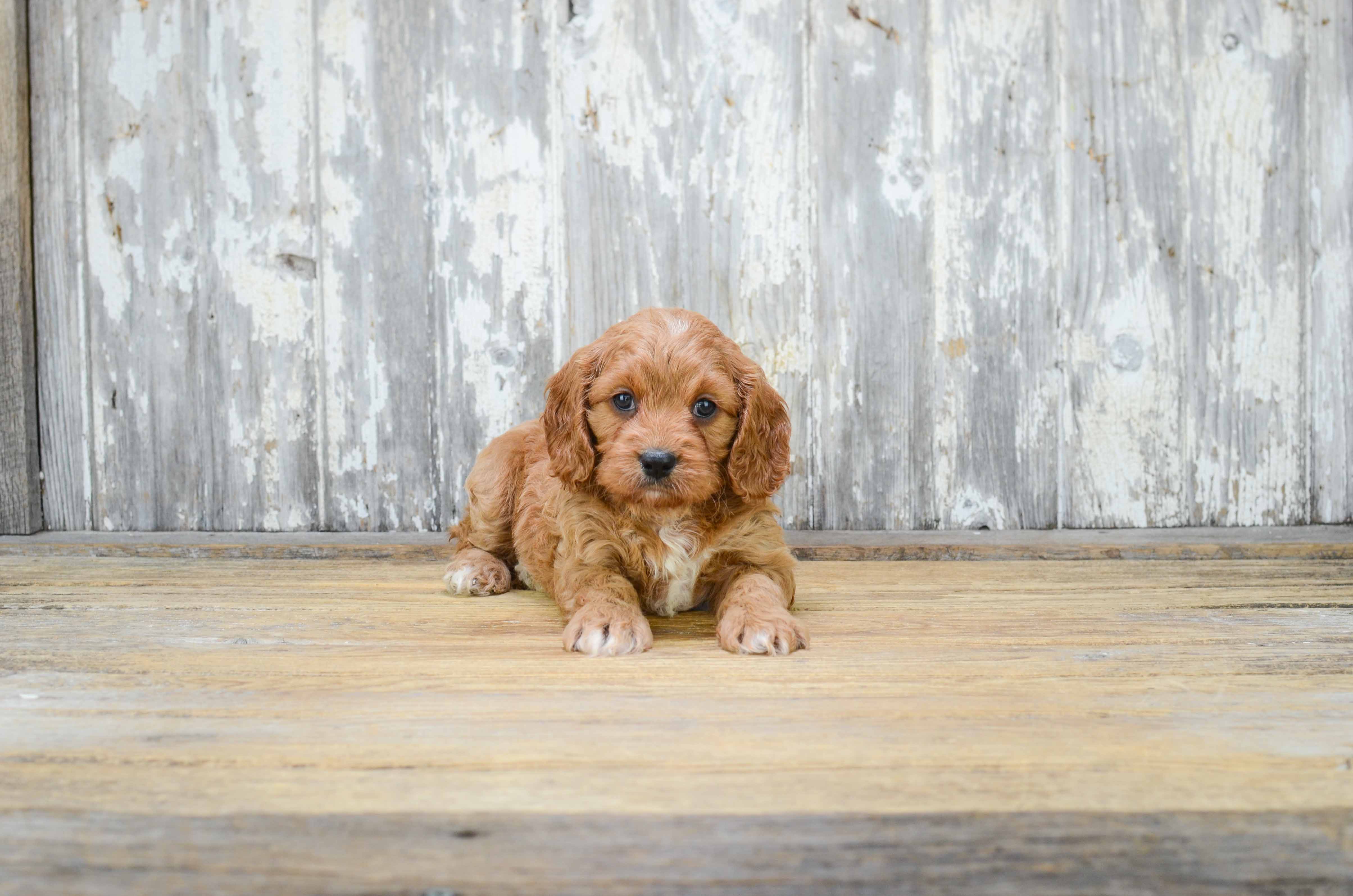 Newborn fashion cavoodle puppies