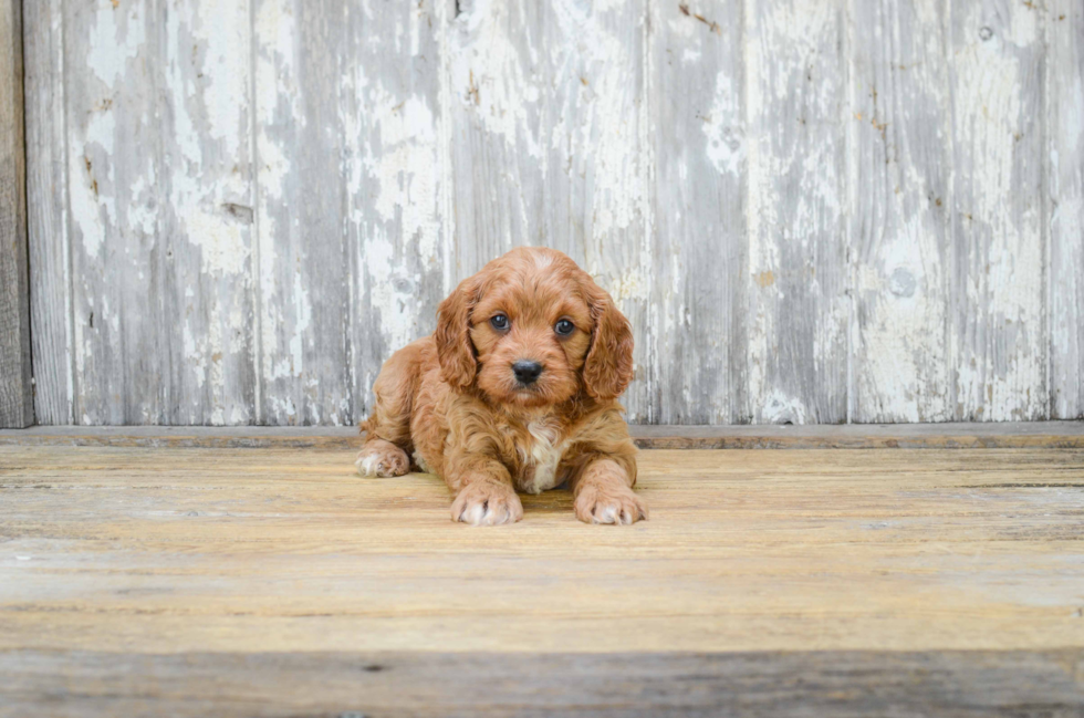 Cavapoo Puppy for Adoption