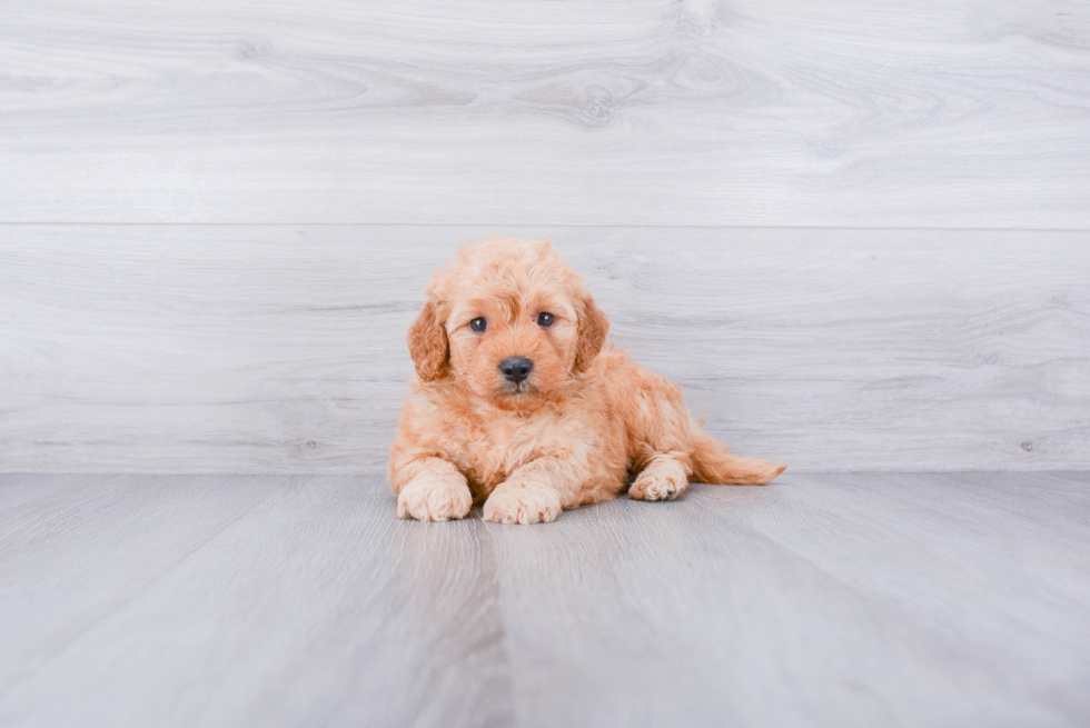 Energetic Golden Retriever Poodle Mix Puppy