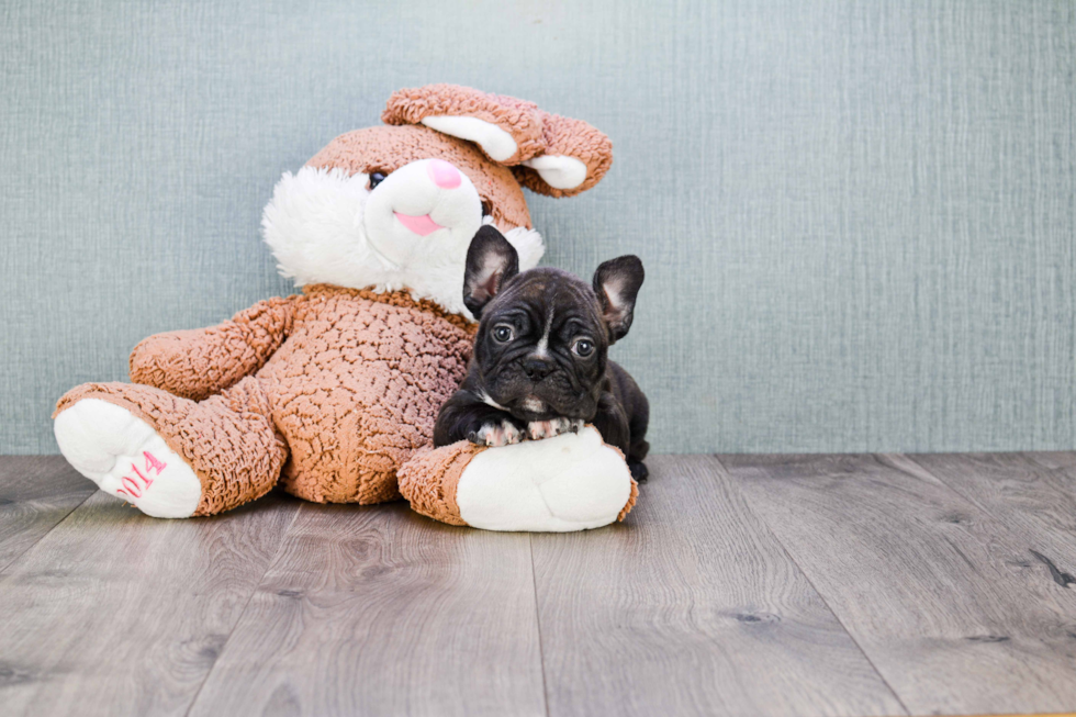 French Bulldog Pup Being Cute