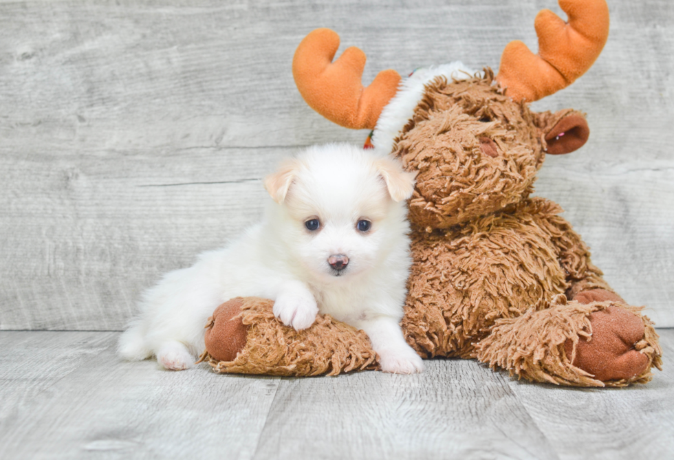 Happy Maltipom Baby