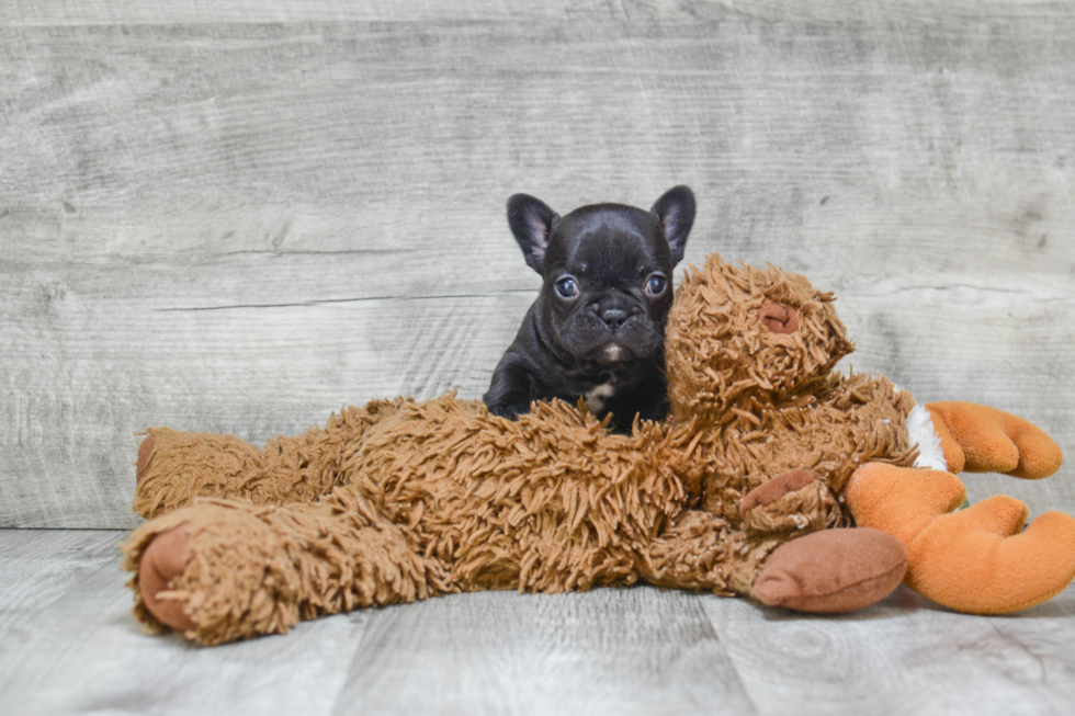 French Bulldog Puppy for Adoption