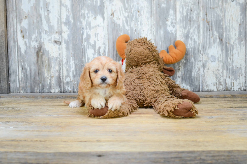 Cavachon Pup Being Cute