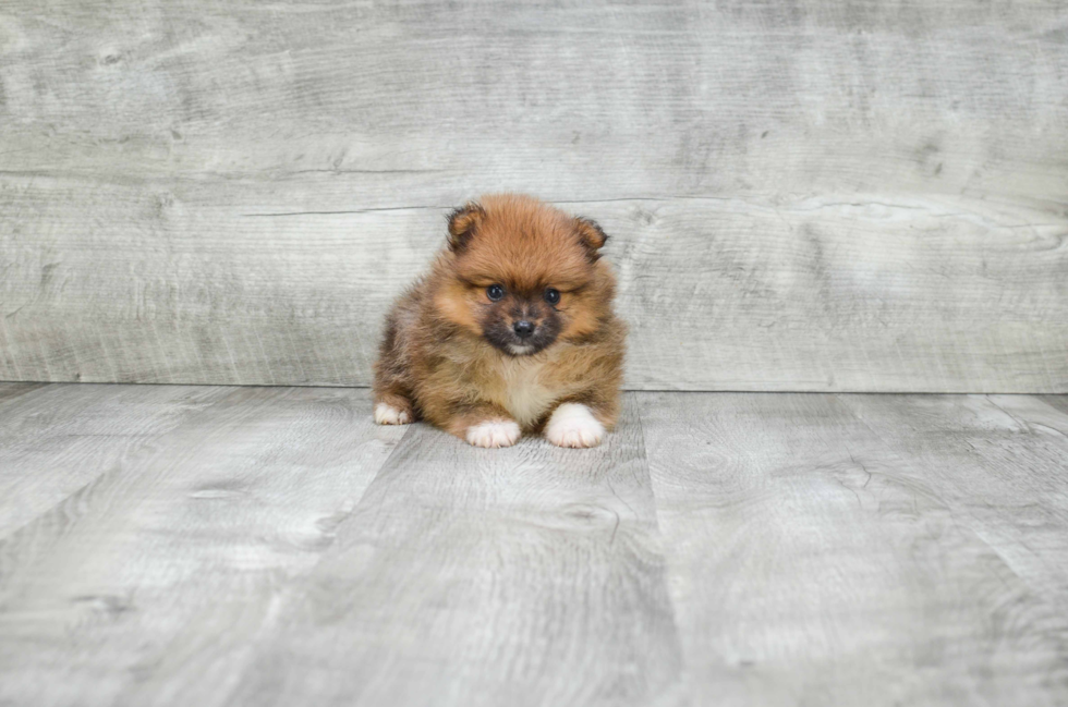 Pomeranian Puppy for Adoption