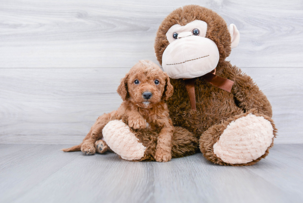 Happy Mini Goldendoodle Baby