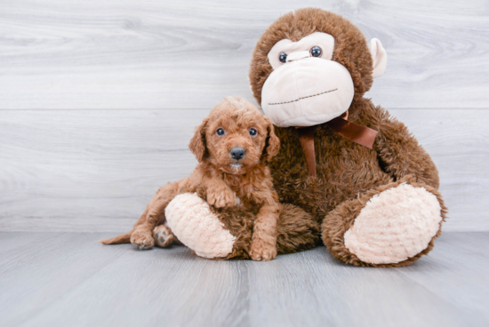 Happy Mini Goldendoodle Baby