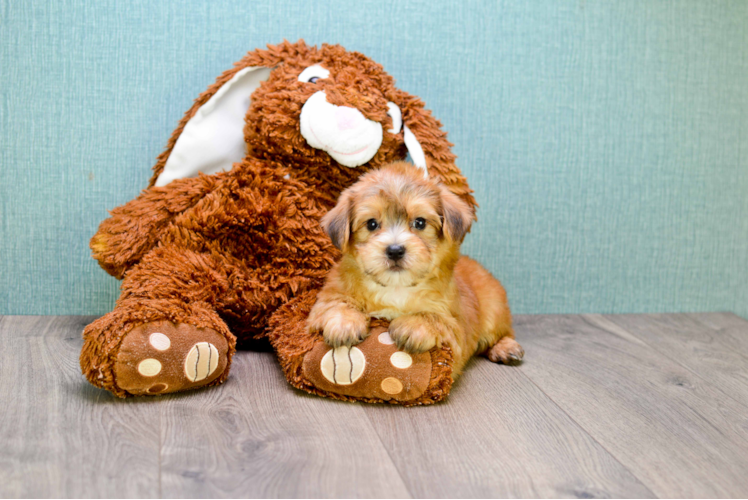 Morkie Pup Being Cute