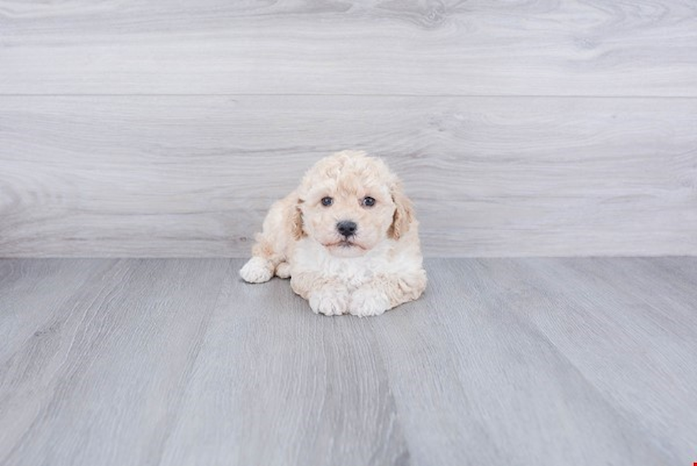 Cute Maltipoo Baby