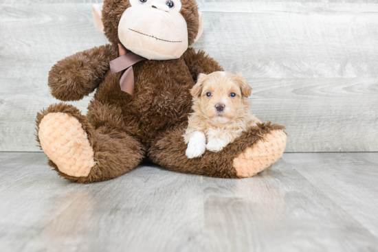 Happy Maltipoo Baby