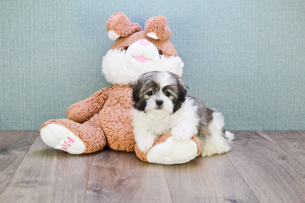 Teddy Bear Pup Being Cute