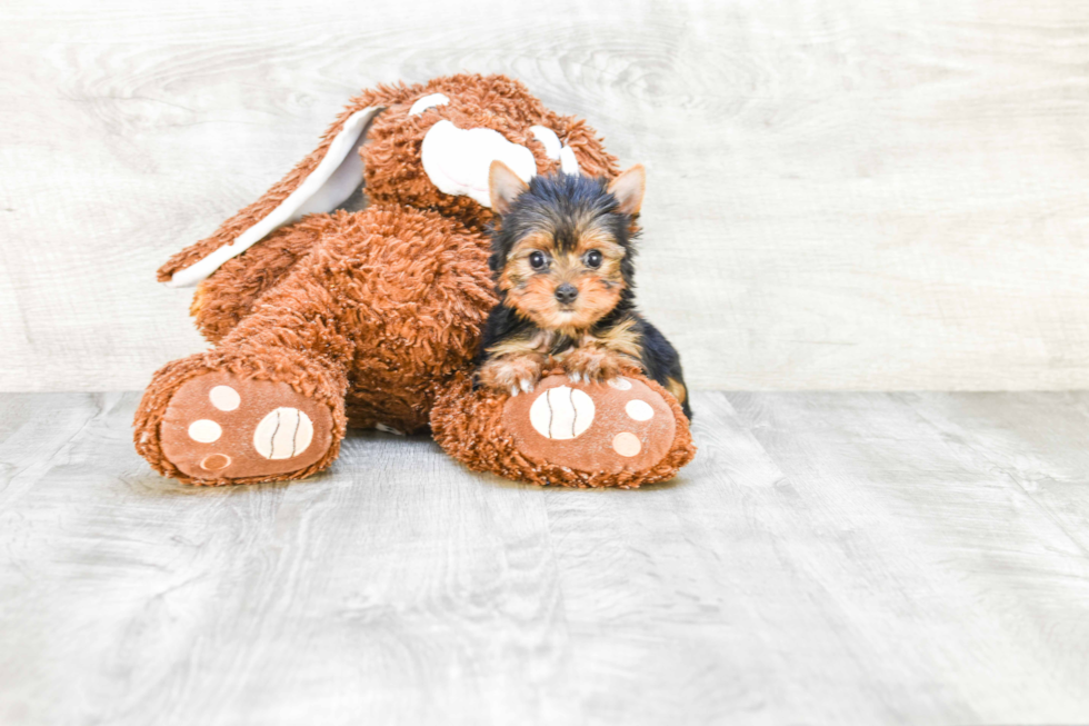 Meet Victoria - our Yorkshire Terrier Puppy Photo 