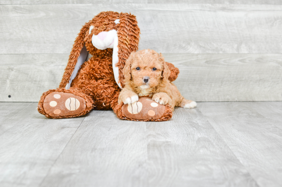 Cavapoo Puppy for Adoption