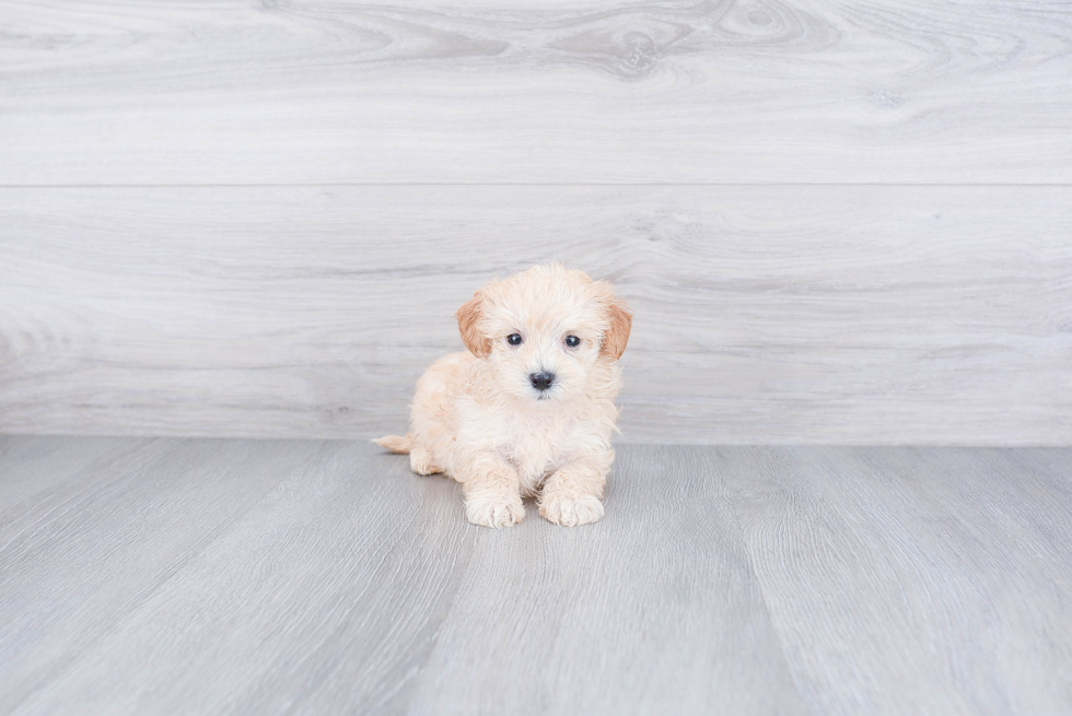 Happy Maltipoo Baby