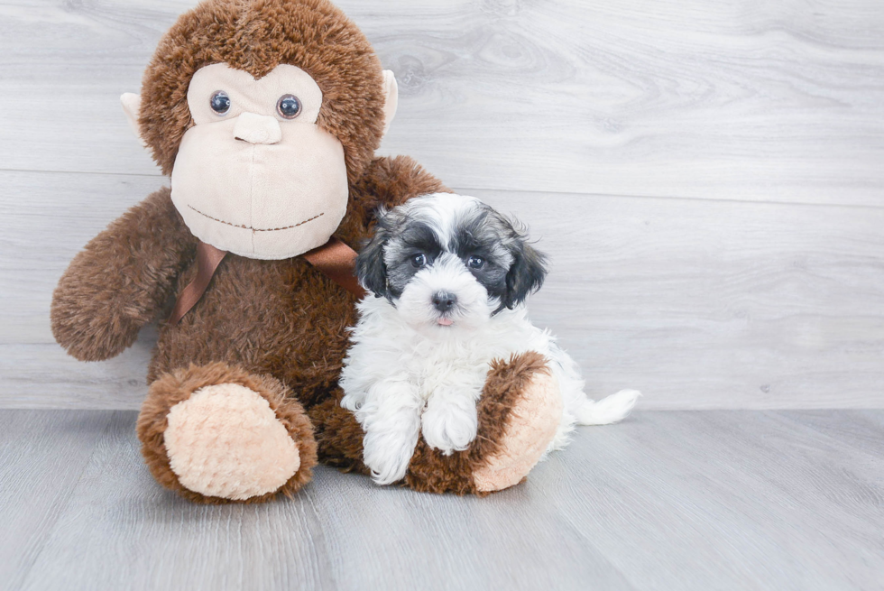 Popular Havanese Purebred Pup